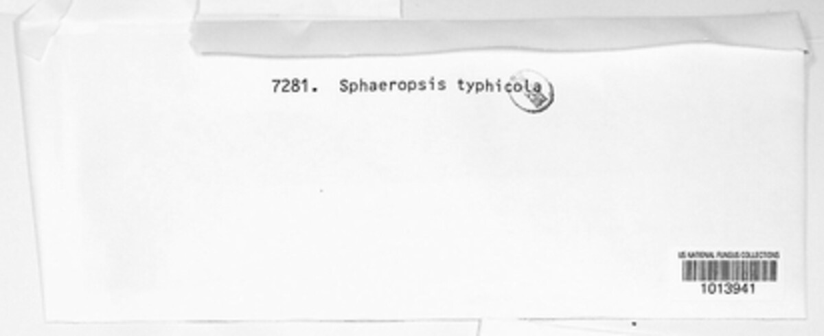 Sphaeropsis typhicola image